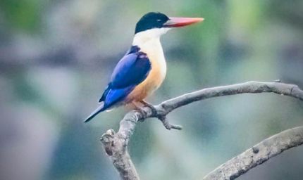 रायपुर : बारनवापारा अभयारण्य में मिला दुर्लभ ब्लैक-कैप्ड किंगफिशर