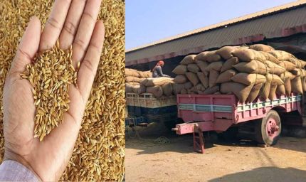 हरियाणा में मंडी में कागजों में बिका 46.04 करोड़ रुपये का धान, अधिकारी जांच में जुटे