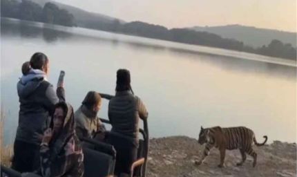 रणथंभौर में साइना नेहवाल के सामने आया बाघ, बेखौफ अंदाज में कैमरे में किया कैद