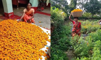 झारखंड में आम बगान के बीच में गेंदा फूल की खेती, जामताड़ा के किसानों की जिंदगी में ला रही बहार‎