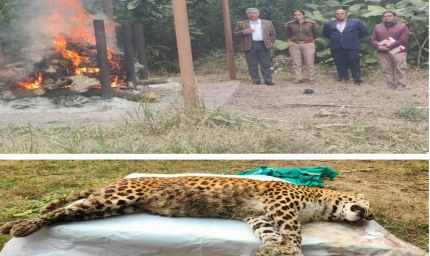 व्हाइट टाइगर सफारी में जश्न, जू सेंटर में सवाल: दो दिन बाद सामने आई तेंदुआ की मौत