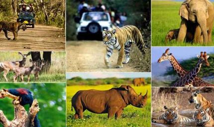 वन्य-जीवों की सुरक्षा एवं शिकार से बचाव के लिये चलेगा ऑपरेशन वाइल्ड ट्रैप-II