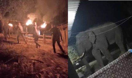 पश्चिमी सिंहभूम में हाथियों ने परिवार के 3 लोगों को कुचला, अब तक 9 की गई जान