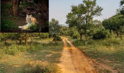 सरिस्का में CTH–बफर जोन पर मंथन, 9 जनवरी को विशेष ग्राम सभाएं; नेता प्रतिपक्ष ने उठाए सवाल