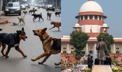 सड़कों से सभी कुत्तों को हटाने का कोई आदेश नहीं, सुप्रीम कोर्ट ने दी स्थिति स्पष्ट