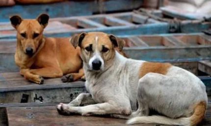कुत्तों को नसबंदी के बाद बिरयानी खिला रहा निगम, कांग्रेस बोली- 'करप्शन कर रहे हैं, किसकी बिरयानी?'