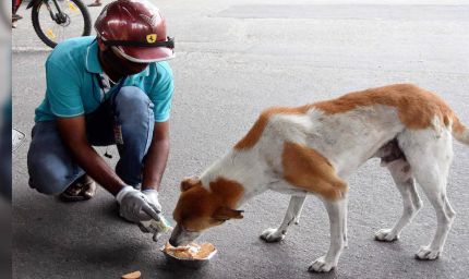इंदौर में डॉग फीडिंग के लिए नई व्यवस्था, निगम ने जारी की सख्त गाइडलाइन, 172 फूड प्वाइंट तय