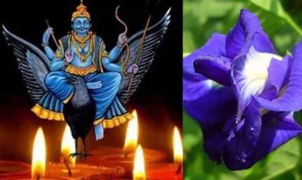 शनि की साढ़ेसाती और ढैय्या से छुटकारा दिलाएंगे खास फूल, शनिवार को पूजा करने से शनि देव होते हैं प्रसन्न