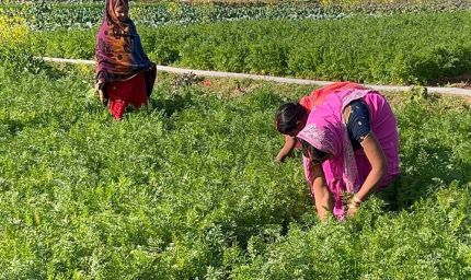 महिलाएं बंजर भूमि पर गाजर उगाकर बनीं आत्मनिर्भर, आधुनिक तकनीक और जैविक खेती से बढ़ी आमदनी