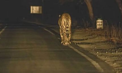 MP में बनेगा 625 KM लंबा 'टाइगर टूरिज्म कॉरिडोर', पेंच, कान्हा, बांधवगढ़ और पन्ना को जोड़ेगा सड़क मार्ग