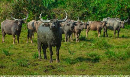 हथियारबंद नक्सलियों के विस्तार के कॉरिडोर अब बनेंगे जंगली भैंसों का घर