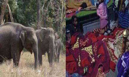 झारखंड में जंगली हाथी के दर से 1 घर में सोते हैं 150 लोग, पुरुष रातभर करते हैं निगरानी