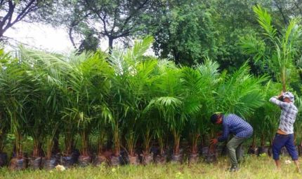 ऑयल पाम की खेती को बढ़ावा, अतिरिक्त अनुदान से किसानों की बढ़ेगी आय