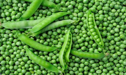 जबलपुर का हरा सोना चमकेगा: मटर महोत्सव में जबलपुरी मटर को मिली नई उपाधि