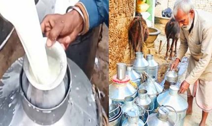 मकर संक्रांति से पहले दूध की किल्लत, भागलपुर में 100 रुपये प्रति लीटर तक पहुंचे दाम