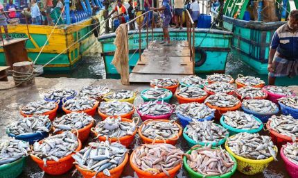 US टैरिफ की चुनौती को पछाड़ते हुए भारत के सीफूड निर्यात में 21% का उछाल