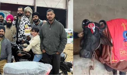 बिल्लू की "सुंदरा" ने 29.650 किलो दूध देकर जीता बुलेट, भैंस पहले भी जीत चुकी है ट्रैक्टर