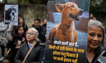 कुत्ते पर पत्थरबाज़ी का मामला सुप्रीम कोर्ट पहुँचा, पीड़िता ने किया डॉग का पक्ष में बचाव