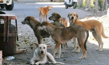 MP से खत्म होगा कुत्तों और मवेशियों का 'आतंक', स्कूल और अस्पतालों के बाहर बनेगी 'किलानुमा' दीवार