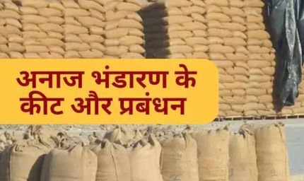 धान भंडारण में सूखत एवं कीट-जनित क्षय: वैज्ञानिक एवं स्वाभाविक प्रक्रिया