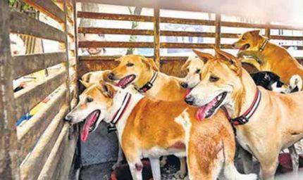 चुनावी वादा निभाने के नाम पर हैवानियत! एक हफ्ते में 500 कुत्तों की हत्या, गांवों में दहशत