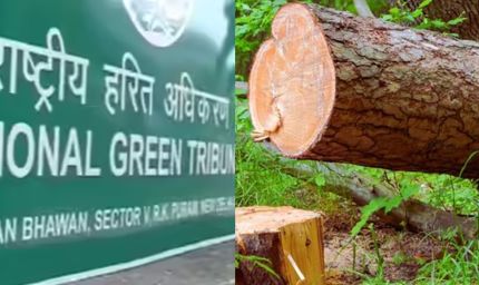मध्य प्रदेश में 15 लाख पेड़ों की कटाई पर NGT का सवाल, वन महानिदेशक से मांगा जवाब