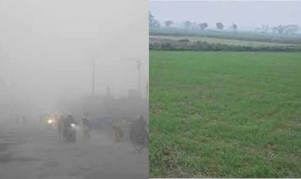 ठंड और पाले का कहर, पंजाब कृषि विश्वविद्यालय और विभाग ने किसानों के लिए जारी की एडवाइजरी