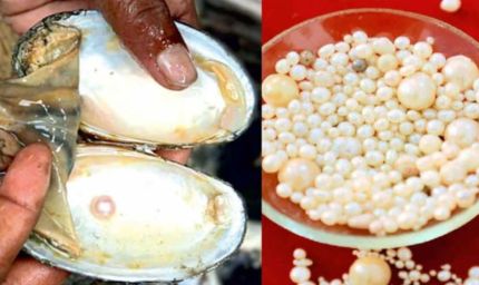 कानपुर में खेती के साथ 'मोती' से बंपर कमाई, एक सीप से ₹200 तक का मुनाफा, सरकार दे रही है 50% सब्सिडी