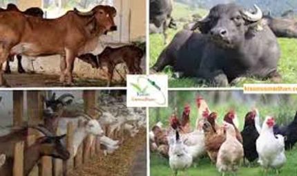 पशुपालन एवं पशु कल्याण को लेकर प्रदेश भर में चलेगा एक माह का जागरूकता अभियान