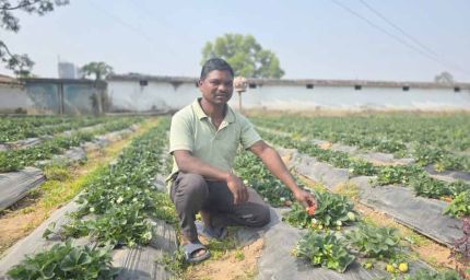 उद्यानिकी खेती से बदली किसान की आर्थिक तस्वीर, धान की तुलना में स्ट्रॉबेरी की खेती में डबल मुनाफा