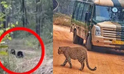 सनबाथ करते दिखे शेर-बाघ-भालू, राजगीर का जू सफारी ठंड में बना पर्यटकों का हॉटस्पॉट