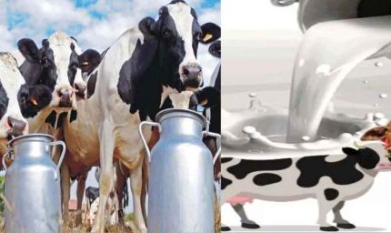 प्रदेश में बनेगी पहली सहकारी क्षेत्र की अत्याधुनिक राज्य स्तरीय डेयरी परीक्षण प्रयोगशाला