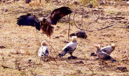 इंदौर में सफेद गिद्धों की संख्या में इजाफा, 9 साल बाद 'आकाश के रक्षक' की वापसी