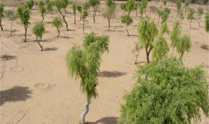 खेजड़ी बचाओ अभियान तेज, 2 फरवरी को बीकानेर में महापड़ाव का ऐलान