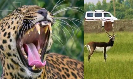 नौरादेही अभ्यारण्य में अफ्रीकी चीते के लिए काले हिरणों का इंतजाम, तैयार हैं शिकार के लिए