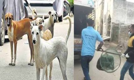 रायपुर में आवारा कुत्तों के काटने की बढ़ी घटनाएं, नगर निगम अमले ने चलाया धरपकड़ अभियान