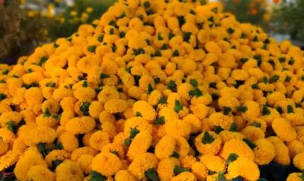 उज्जैन में तैयार होगा फूलों का क्लस्टर, सिंहस्थ के लिए विभाग की जोरदार तैयारी; भोपाल में 30 जनवरी को फ्लॉवर एग्ज़ीबिशन