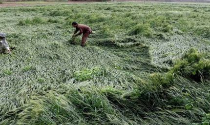 मध्य प्रदेश में हर किसान को फसल मुआवजा, मोहन यादव के आदेश पर अधिकारी खेतों में पहुँचे