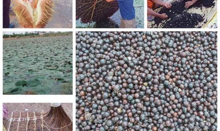 छत्तीसगढ़ में मखाना उत्पादन को प्रोत्साहन