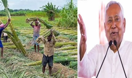 बिहार में नए गन्ना किसानों को फ्री में मिलेगा बीज, 15 दिन के अंदर रजिस्ट्रेशन करवाने के निर्देश