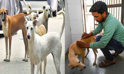 मेडिकल कॉलेज अस्पतालों में गिने जाएंगे आवारा कुत्ते, संख्या बढ़ेगी तो बनेंगे शेल्टर होम