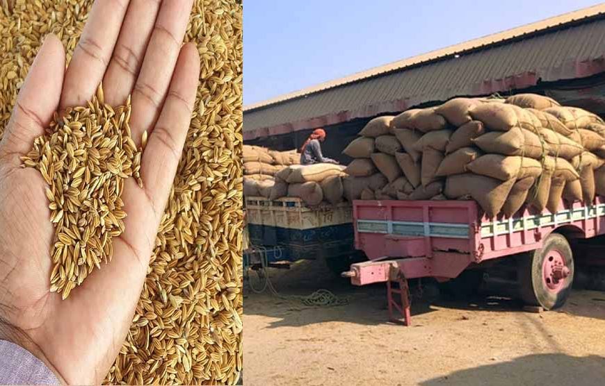 हरियाणा में मंडी में कागजों में बिका 46.04 करोड़ रुपये का धान, अधिकारी जांच में जुटे