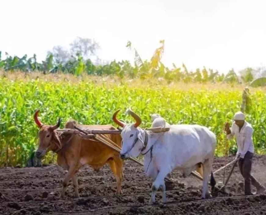 ‘श्रीअन्न’ किसानों ने सरकारी खरीद को दी प्राथमिकता