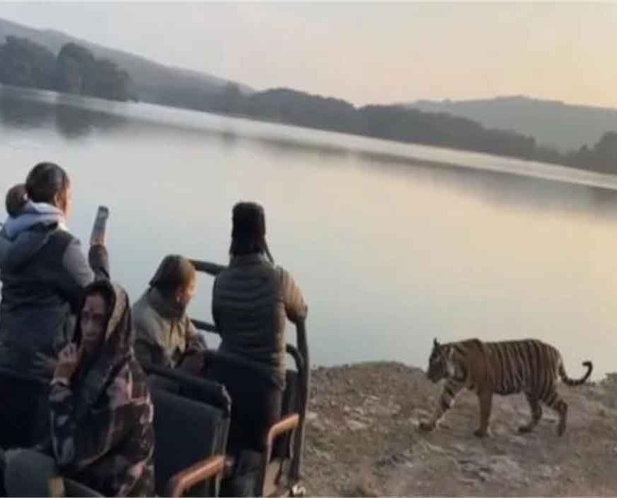 रणथंभौर में साइना नेहवाल के सामने आया बाघ, बेखौफ अंदाज में कैमरे में किया कैद