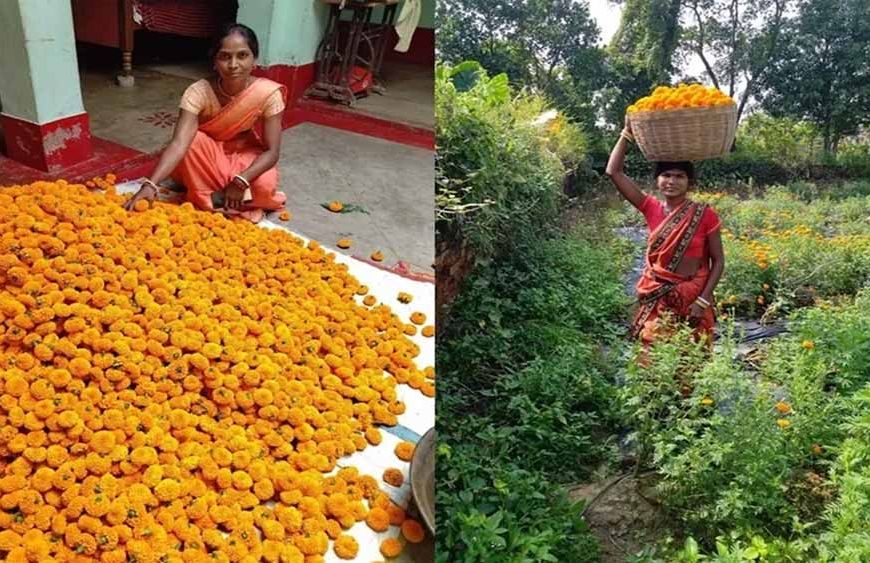 झारखंड में आम बगान के बीच में गेंदा फूल की खेती, जामताड़ा के किसानों की जिंदगी में ला रही बहार‎