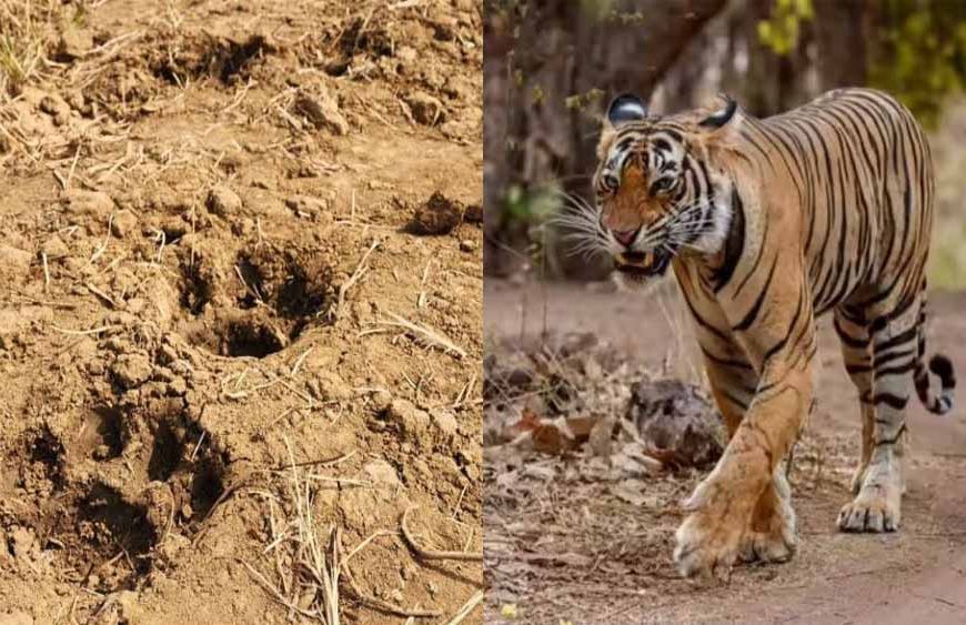 बस्तर के जंगलों में लौटी बाघ की दहाड़, दशकों बाद दिखे वापसी के पुख्ता संकेत