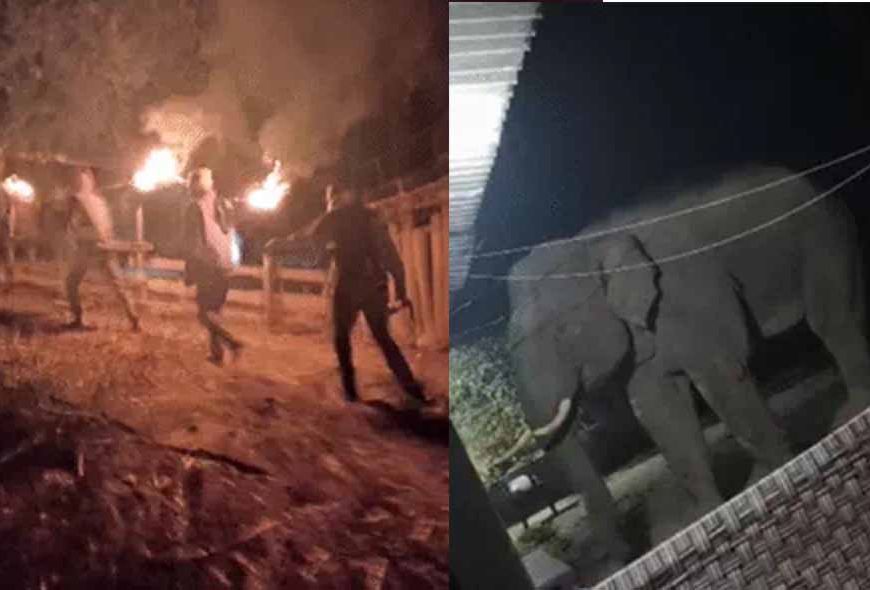 पश्चिमी सिंहभूम में हाथियों ने परिवार के 3 लोगों को कुचला, अब तक 9 की गई जान