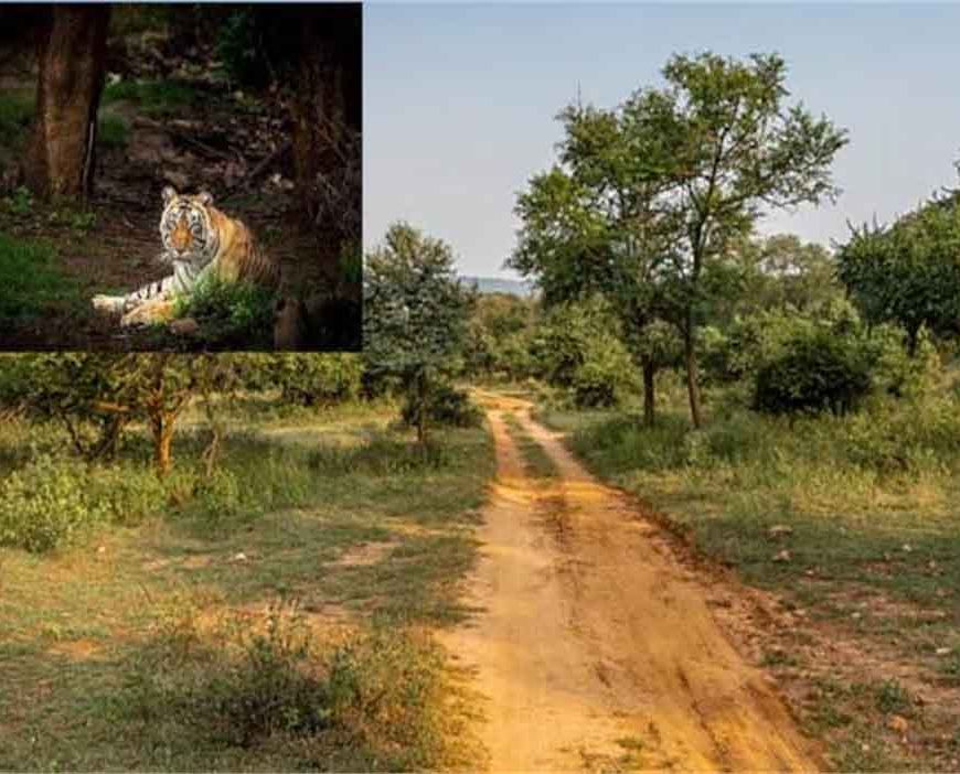 सरिस्का में CTH–बफर जोन पर मंथन, 9 जनवरी को विशेष ग्राम सभाएं; नेता प्रतिपक्ष ने उठाए सवाल