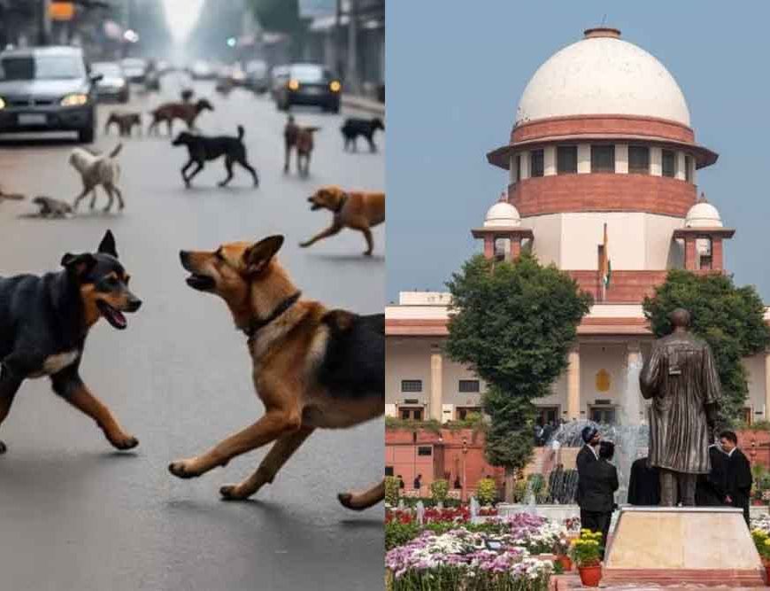 सड़कों से सभी कुत्तों को हटाने का कोई आदेश नहीं, सुप्रीम कोर्ट ने दी स्थिति स्पष्ट