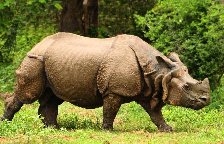 जल्द एमपी में असम के गैंडे होंगे दिखे, वन्यजीवों के आदान-प्रदान की तैयारी